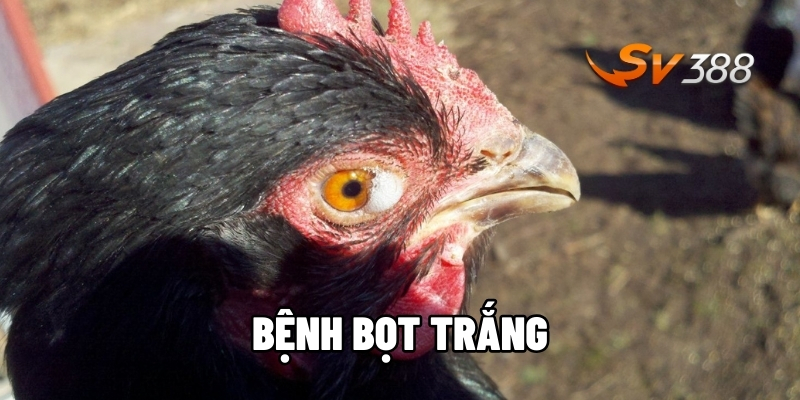 Bệnh bọt trắng