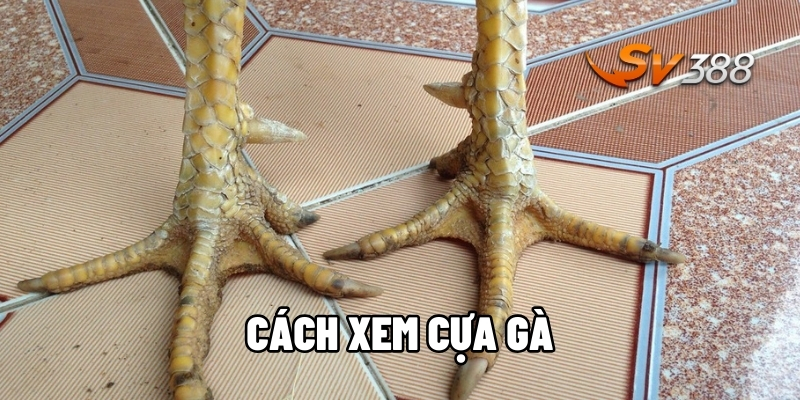 Cách xem cựa gà