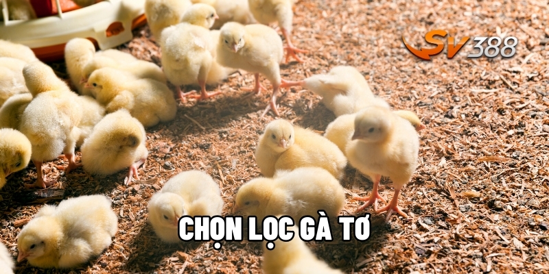Chọn lọc gà tơ