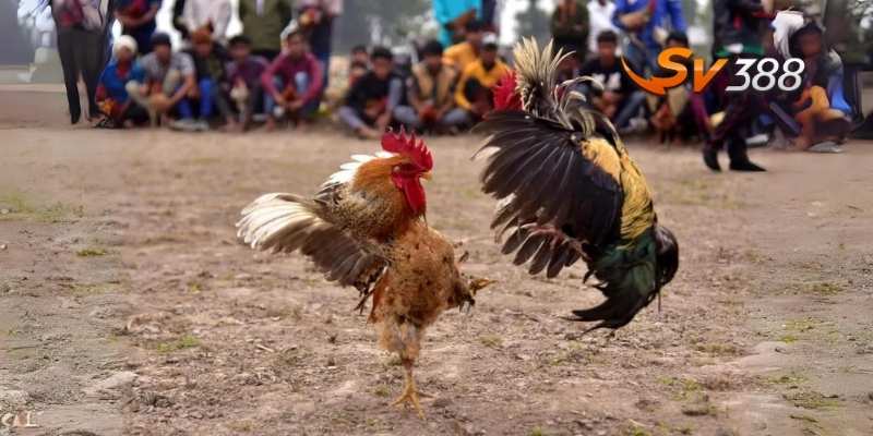 SV388 – Sân chơi đá gà ăn tiền trực tuyến hàng đầu