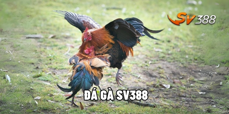 đá gà SV388